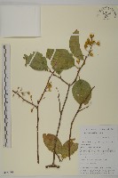 藏品(哥蘭葉)的圖片