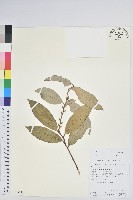 藏品(芳香白珠)的圖片