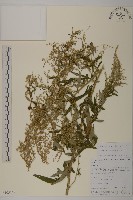 藏品(野艾蒿)的圖片