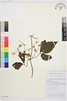 藏品(毛木通)的圖片