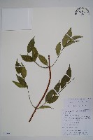 藏品(青蛇藤)的圖片