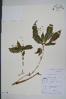 藏品(同距鳳仙花)的圖片