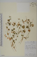 藏品(荷蓮豆)的圖片