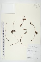 藏品(日本菟絲子)的圖片