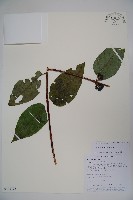 藏品(裡白忍冬、紅腺忍冬)的圖片