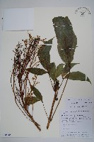 藏品(小花大參)的圖片