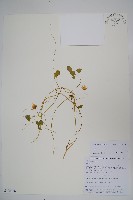 藏品()的圖片