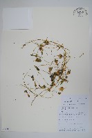 藏品(管花黨參)的圖片