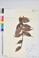 藏品(尾葉越橘)的圖片