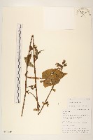 藏品(短裂苦苣菜)的圖片