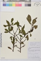 藏品(刺鼠李)的圖片