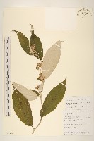 藏品(密花尾藥菊)的圖片