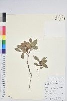 藏品(紅粉白珠)的圖片