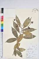 藏品(雲南假木荷)的圖片