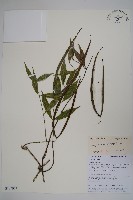 藏品(青蛇藤)的圖片