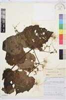 藏品(毛木通)的圖片