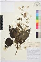 藏品(毛木通)的圖片