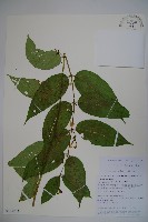 藏品(纖細風吹蕭)的圖片