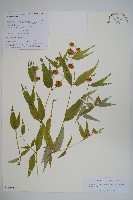 藏品(細萼沙參)的圖片