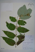 藏品(纖細風吹蕭)的圖片