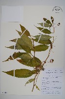 藏品(細萼沙參)的圖片