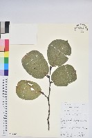 藏品(團葉南燭)的圖片