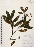 藏品(山胡椒)的圖片