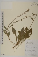 藏品(台灣鬼督郵)的圖片