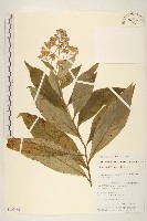 藏品(鉅葉尾藥菊)的圖片