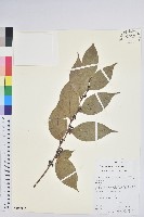 藏品(叢林白珠)的圖片