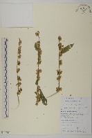 藏品(天名精)的圖片