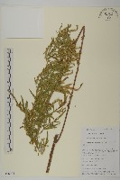 藏品(牡蒿)的圖片