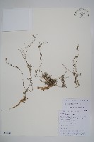 藏品(球果牧草根)的圖片