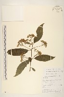 藏品(腺毛尾藥菊)的圖片