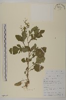 藏品(菊葉魚眼草)的圖片