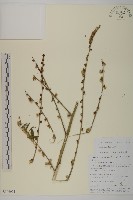 藏品(天名精)的圖片