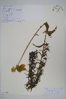 藏品(大本山梗菜)的圖片