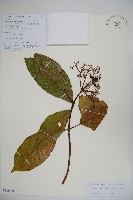 藏品(水紅木)的圖片