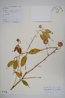 藏品(細萼沙參)的圖片