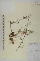 藏品(狹葉兔兒風)的圖片