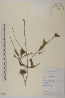 藏品(球序蓼)的圖片