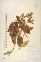 藏品(腺毛尾藥菊)的圖片