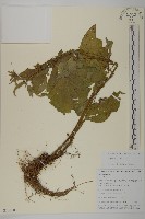 藏品(暗花金挖耳)的圖片