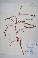 藏品(琉璃草)的圖片