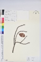 藏品(毛葉珍珠花)的圖片