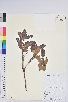 藏品(紅粉白珠)的圖片