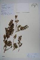 藏品(高山冬青)的圖片