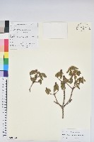 藏品(櫻草杜鵑)的圖片