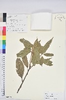 藏品()的圖片