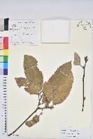 藏品(曼青岡)的圖片